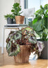 FRIDFULL Plant pot, water hyacinth, 9 ½ "