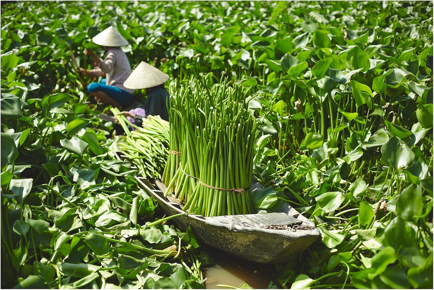 FRIDFULL Plant pot, water hyacinth, 9 ½ "