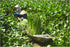 FRIDFULL Plant pot, water hyacinth, 9 ½ "